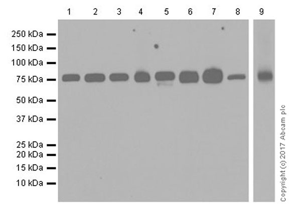 Western blot - Anti-DRP1 antibody [EPR19275] (AB184248), expandable thumbnail