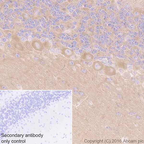 Immunohistochemistry (Formalin/PFA-fixed paraffin-embedded sections) - Anti-DRP1 antibody [EPR19275] - BSA and Azide free (AB250742)