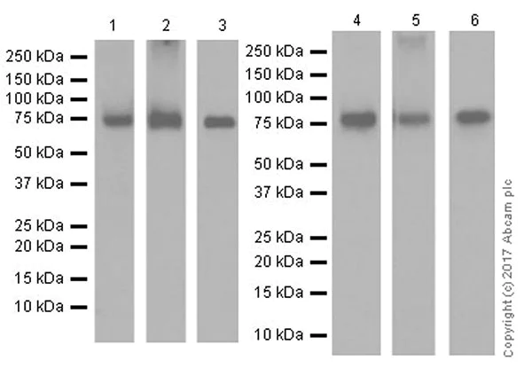 Western blot - Anti-DRP1 antibody [EPR19275] - BSA and Azide free (AB250742)