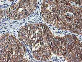 Immunohistochemistry (Formalin/PFA-fixed paraffin-embedded sections) - Anti-DRP1 antibody [OTI4F6] (AB156951)