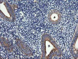 Immunohistochemistry (Formalin/PFA-fixed paraffin-embedded sections) - Anti-DRP1 antibody [OTI4F6] (AB156951)
