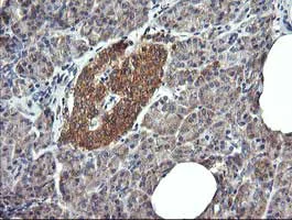 Immunohistochemistry (Formalin/PFA-fixed paraffin-embedded sections) - Anti-DRP1 antibody [OTI4F6] (AB156951)