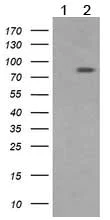 Western blot - Anti-DRP1 antibody [OTI4F6] (AB156951)