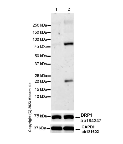 Western blot - Anti-DRP1 (phospho S616) antibody [EPR27387-57] (AB314755)