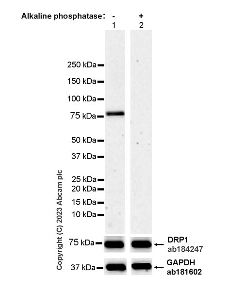 Western blot - Anti-DRP1 (phospho S616) antibody [EPR27387-57] (AB314755), expandable thumbnail