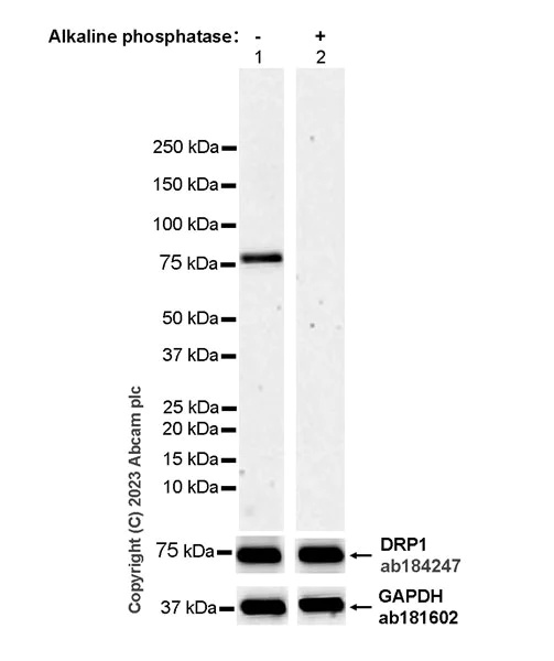 Western blot - Anti-DRP1 (phospho S616) antibody [EPR27387-57] (AB314755)