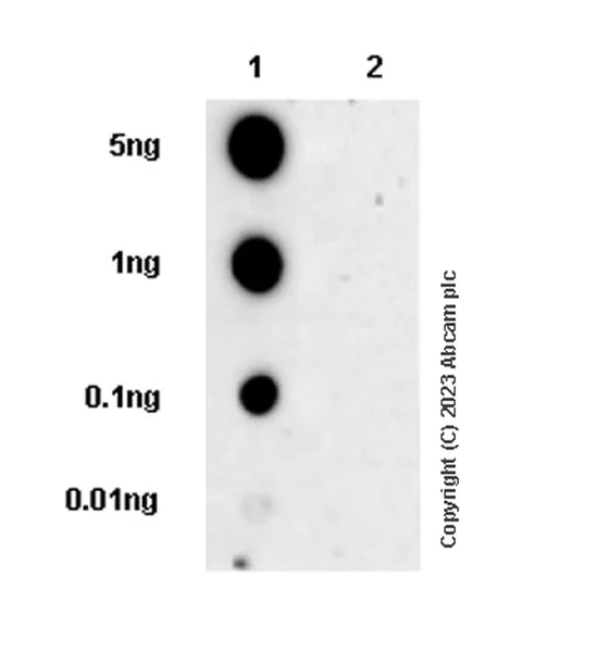 Dot Blot - Anti-DRP1 (phospho S616) antibody [EPR27387-57] - BSA and Azide free (AB314756)