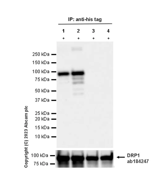 Western blot - Anti-DRP1 (phospho S616) antibody [EPR27387-57] - BSA and Azide free (AB314756)