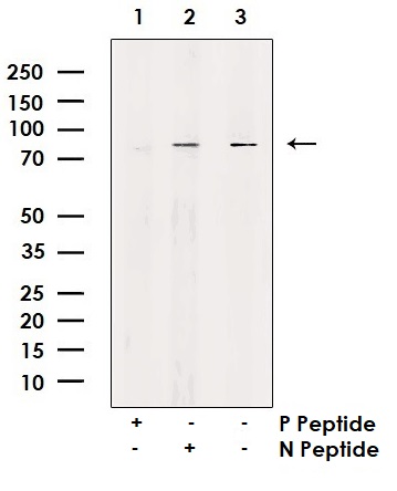 Western blot - Anti-DRP1 (phospho S637) antibody (AB193216)