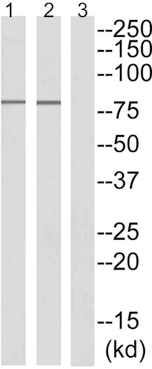 Western blot - Anti-DRP1 (phospho S637) antibody (AB193216)
