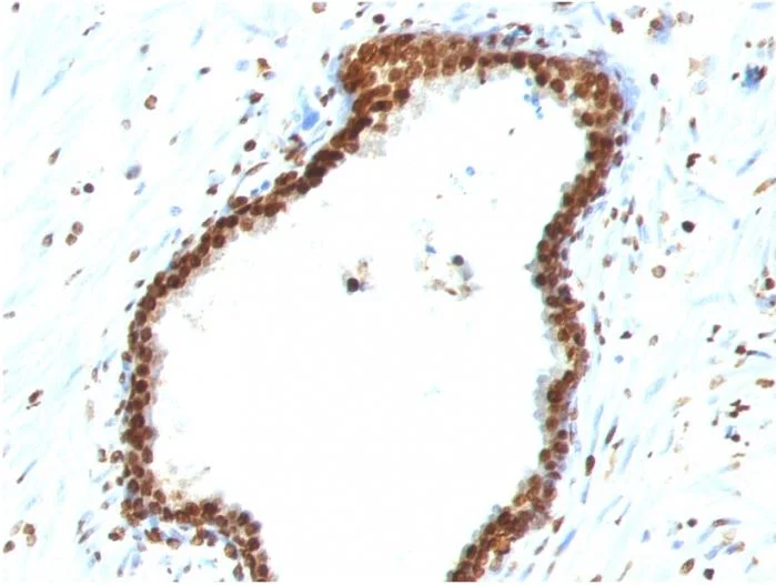 Immunohistochemistry (Formalin/PFA-fixed paraffin-embedded sections) - Anti-ds DNA antibody [121-3] (AB270732)