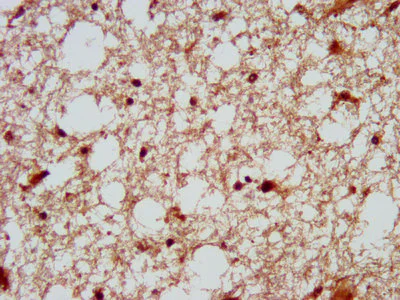 Immunohistochemistry (Formalin/PFA-fixed paraffin-embedded sections) - Anti-Dscam antibody (AB238113)