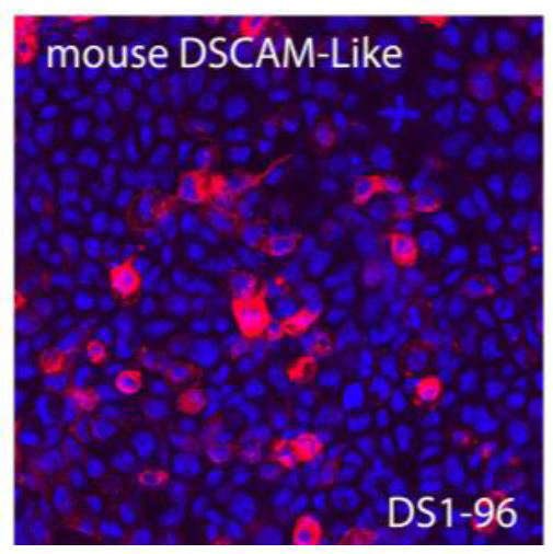 Immunohistochemistry (PFA perfusion fixed frozen sections) - Anti-DSCAML1 antibody [DS1-96] (AB150761)