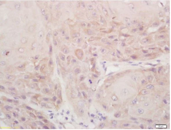 Immunohistochemistry (Formalin/PFA-fixed paraffin-embedded sections) - Anti-DSPP antibody (AB216892)