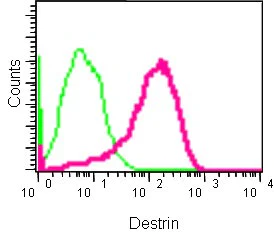 Flow Cytometry (Intracellular) - Anti-DSTN antibody [EPR15827(B)] (AB186754)
