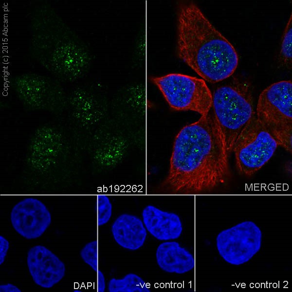 Immunocytochemistry/ Immunofluorescence - Anti-DSTN antibody [EPR15828] - BSA and Azide free (AB251129), expandable thumbnail