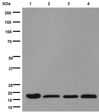 Western blot - Anti-DSTN antibody [EPR15828] - BSA and Azide free (AB251129)