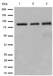 Western blot - Anti-DTN-A antibody [EPR14112] (AB191395)