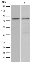 Western blot - Anti-DTN-A antibody [EPR14112] (AB191395)