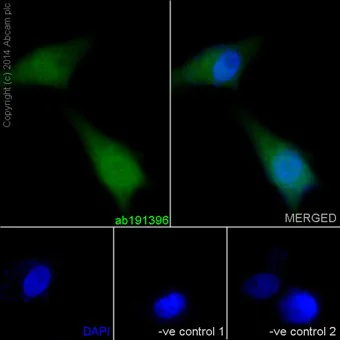 Immunocytochemistry/ Immunofluorescence - Anti-DTN-A antibody [EPR14112] - BSA and Azide free (AB240969)