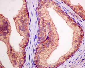Immunohistochemistry (Formalin/PFA-fixed paraffin-embedded sections) - Anti-DTYMK antibody [EPR10163] - BSA and Azide free (AB249166)