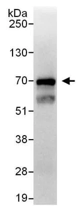Immunoprecipitation - Anti-DUBA antibody (AB176727)