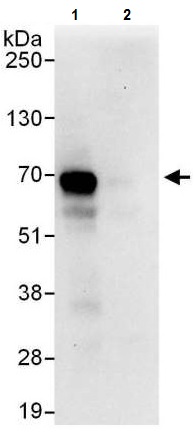 Immunoprecipitation - Anti-DUBA antibody (AB225558)