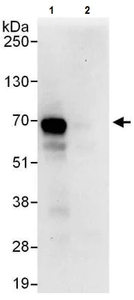 Immunoprecipitation - Anti-DUBA antibody (AB225558)