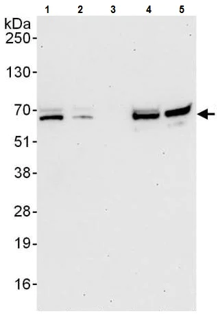 Western blot - Anti-DUBA antibody (AB225558)