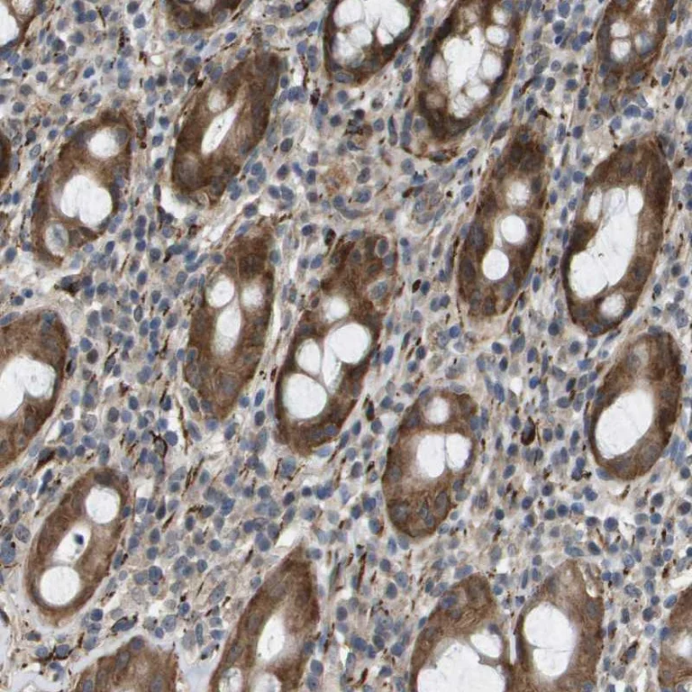 Immunohistochemistry (Formalin/PFA-fixed paraffin-embedded sections) - Anti-DUBA antibody (AB254742)
