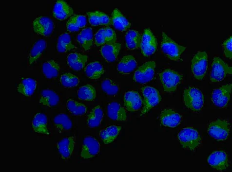 Immunocytochemistry/ Immunofluorescence - Anti-DUS2L antibody [EPR14042] - BSA and Azide free (AB250475)