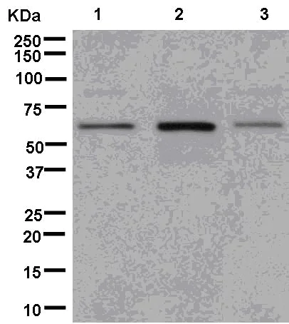 Western blot - Anti-DUS2L antibody [EPR14042] - BSA and Azide free (AB250475)