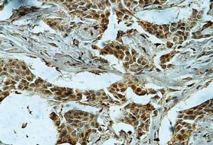 Immunohistochemistry (Formalin/PFA-fixed paraffin-embedded sections) - Anti-DUSP13 antibody (AB119926)