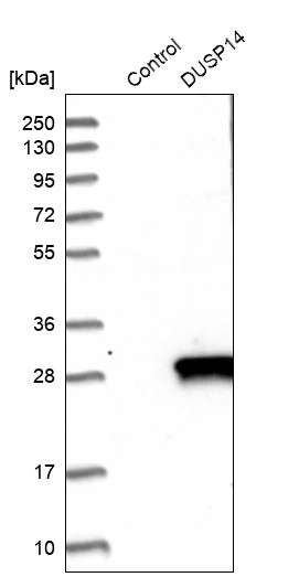 Western blot - Anti-DUSP14 antibody (AB272587)