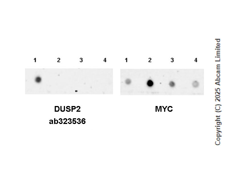 Dot Blot - Anti-DUSP2/PAC1 antibody [EPR29656-23] (AB323536), expandable thumbnail