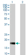 Western blot - Anti-DUSP22 antibody [3D3] - BSA and Azide free (AB327773)