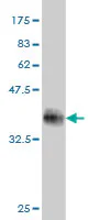 Western blot - Anti-DUSP22 antibody [3D3] - BSA and Azide free (AB327773)