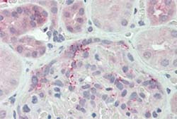 Immunohistochemistry (Formalin/PFA-fixed paraffin-embedded sections) - Anti-DUSP22 antibody (AB150565)