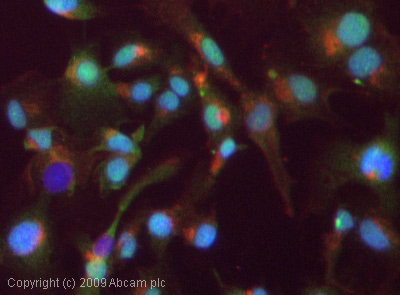 Immunocytochemistry/ Immunofluorescence - Anti-DUSP22 antibody (AB70124)