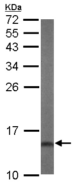 Western blot - Anti-DUSP23 antibody (AB154505), expandable thumbnail