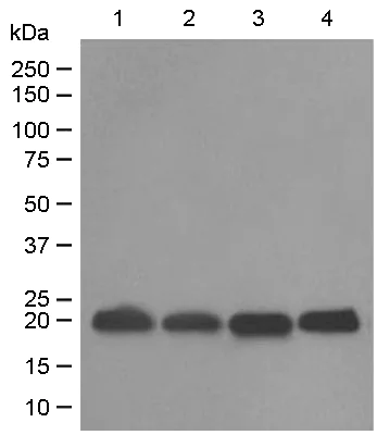 Western blot - Anti-DUSP3 antibody [EPR5492] (AB125077)