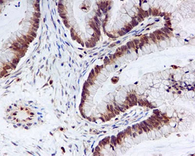 Immunohistochemistry (Formalin/PFA-fixed paraffin-embedded sections) - Anti-DUSP3 antibody [EPR5492] - BSA and Azide free (AB248113)