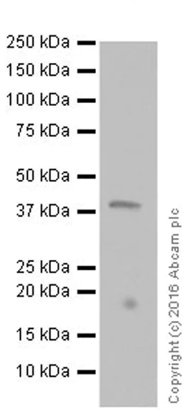 Western blot - Anti-DUSP4 antibody [EPR19881] (AB216576)