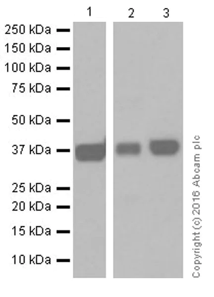 Western blot - Anti-DUSP4 antibody [EPR19881] (AB216576)