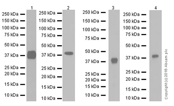 Western blot - Anti-DUSP4 antibody [EPR19881] (AB216576)
