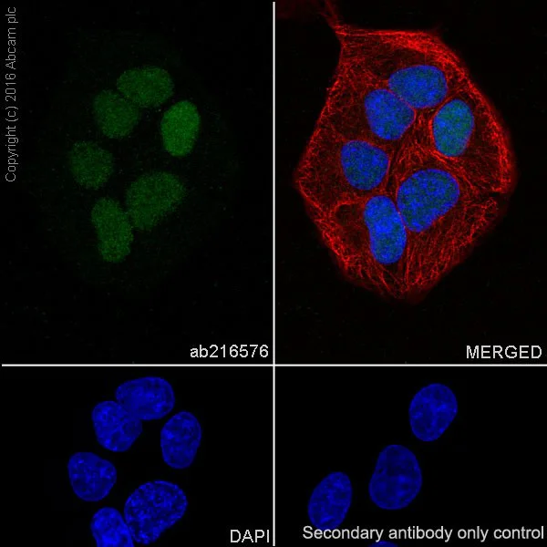 Immunocytochemistry/ Immunofluorescence - Anti-DUSP4 antibody [EPR19881] - BSA and Azide free (AB222487)