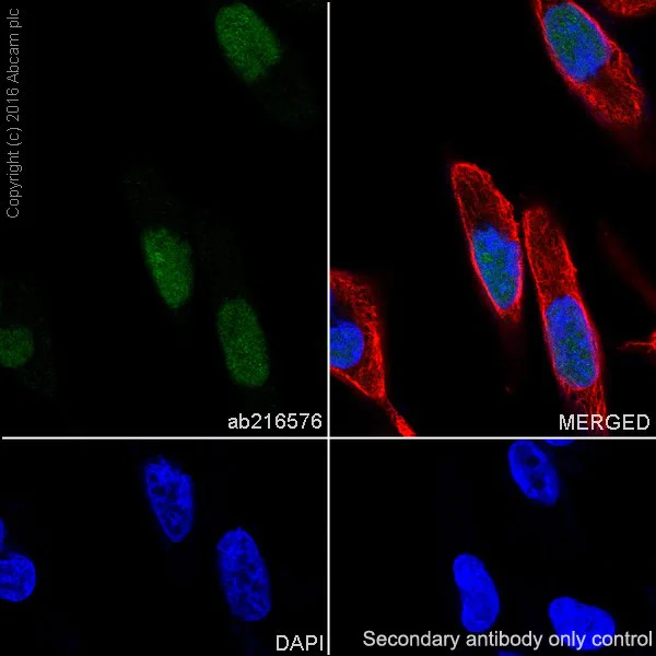 Immunocytochemistry/ Immunofluorescence - Anti-DUSP4 antibody [EPR19881] - BSA and Azide free (AB222487)