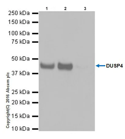 Immunoprecipitation - Anti-DUSP4 antibody [EPR19881] - BSA and Azide free (AB222487)