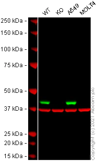 Western blot - Anti-DUSP4 antibody [EPR19881] - BSA and Azide free (AB222487)