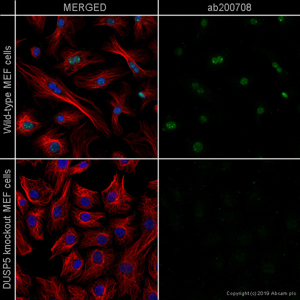 Immunocytochemistry/ Immunofluorescence - Anti-DUSP5 antibody [EPR19684] (AB200708)